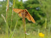 Euphydryas aurinia 36, Moerasparelmoervlinder, Saxifraga-Kars Veling