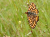 Euphydryas aurinia 42, Moerasparelmoervlinder, Saxifraga-Kars Veling