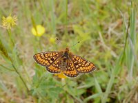 Euphydryas aurinia 46, Moerasparelmoervlinder, Saxifraga-Kars Veling