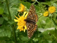 Euphydryas aurinia 47, Moerasparelmoervlinder, Saxifraga-Kars Veling