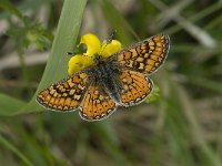 Euphydryas aurinia 5, Moerasparelmoervlinder, female, Saxifraga-Marijke Verhagen