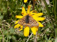 Euphydryas aurinia 56, Moerasparelmoervlinder, Saxifraga-Kars Veling