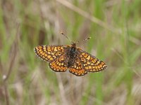 Euphydryas aurinia 57, Moerasparelmoervlinder, Saxifraga-Kars Veling