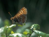 Euphydryas aurinia 6, Moerasparelmoervlinder, Vlinderstichting-Kars Veling