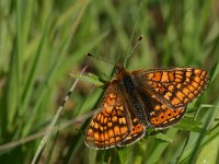 Euphydryas aurinia 66, Moerasparelmoervlinder, Saxifraga-Kars Veling