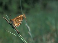 Euphydryas aurinia 7, Moerasparelmoervlinder, Vlinderstichting-Kars Veling