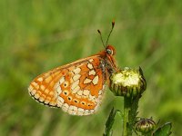 Euphydryas aurinia 70, Moerasparelmoervlinder, Saxifraga-Kars Veling