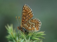 Euphydryas aurinia 8, Moerasparelmoervlinder, Saxifraga-Robert Ketelaar