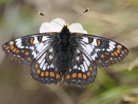 Euphydryas cynthia 6, Witbonte Parelmoervlinder, Saxifraga-Luuk Vermeer