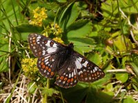 Euphydryas cynthia 8, Witbonte parelmoervllinder, Saxifraga-Kars Veling