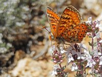 Euphydryas desfontainii, 13, Mozaiekparelmoervlinder, Saxifraga-Kars Veling