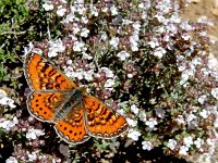 Euphydryas desfontainii, 15, Mozaiekparelmoervlinder, Saxifraga-Kars Veling