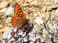 Euphydryas desfontainii, 17, Mozaiekparelmoervlinder, Saxifraga-Kars Veling