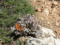 Euphydryas desfontainii, 2, Mozaiekparelmoervlinder, Saxifraga-Kars Veling