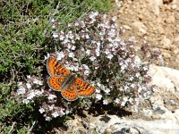 Euphydryas desfontainii, 3, Mozaiekparelmoervlinder, Saxifraga-Kars Veling