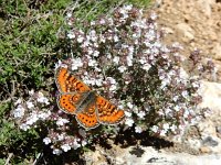 Euphydryas desfontainii, 4, Mozaiekparelmoervlinder, Saxifraga-Kars Veling