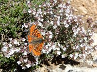 Euphydryas desfontainii, 5, Mozaiekparelmoervlinder, Saxifraga-Kars Veling