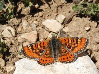 Euphydryas desfontainii, 7, Mozaiekparelmoervlinder, Saxifraga-Kars Veling