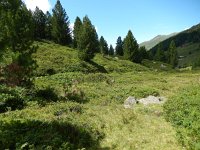 Euphydryas intermedia, 11, Oranjebonte parelmoervllinder, Saxifraga-Kars Veling