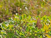 Euphydryas intermedia, 16, Oranjebonte parelmoervllinder, Saxifraga-Kars Veling