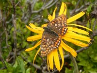 Euphydryas intermedia, 7, Oranjebonte parelmoervllinder, Saxifraga-Kars Veling