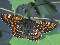 Euphydryas maturna 6, Roodbonte parelmoervlinder, male, Saxifraga-Frits Bink