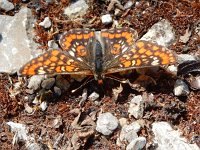 Euphydryas maturna, 11, Roodbonte parelmoervlinder, Saxifraga-Kars Veling