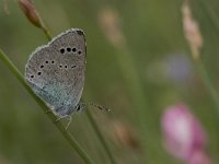 Glaucopsyche alexis 8, Bloemenblauwtje, Vlinderstichting-Kars Veling