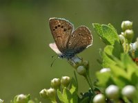 Glaucopsyche melanops 2, Spaans bloemenblauwtje, Vlinderstichting-Albert Vliegenthart