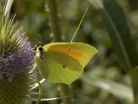 Gonepteryx cleopatra 5, Cleopatra, Vlinderstichting-Kars Veling