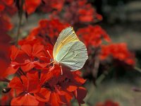 Gonepteryx cleopatra 7, Cleopatra, Saxifraga-Jan van der Straaten