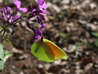 Gonepteryx cleopatra 9, Cleopatra, male, Saxifraga-Kars Veling