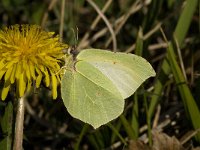 Gonepteryx rhamni 10, Citroenvlinder, female, Saxifraga-Jan van der Straaten