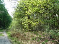 Gonepteryx rhamni 11, Citroenvlinder, habitat,Vlinderstichting-Henk Bosma