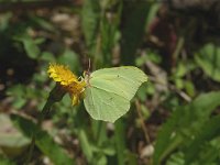 Gonepteryx rhamni 13, Citroenvlinder, male, Saxifraga-Jan van der Straaten