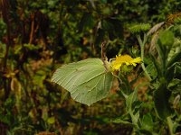 Gonepteryx rhamni 17, Citroenvlinder, Vlinderstichting-Fons Bongers