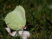 Gonepteryx rhamni 18, Citroenvlinder, Vlinderstichting-Henk Bosma