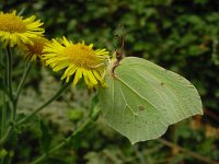 Gonepteryx rhamni 20, Citroenvlinder, Vlinderstichting-Fons Bongers