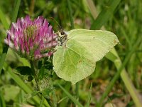 Gonepteryx rhamni 22, Citroenvlinder, Vlinderstichting-Kars Veling