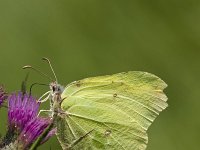 Gonepteryx rhamni 24, Citroenvlinder, Vlinderstichting-Henk Bosma