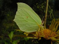 Gonepteryx rhamni 26, Citroenvlinder, Vlinderstichting-Fons Bongers