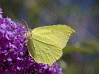 Gonepteryx rhamni 27, Citroenvlinder, Saxifraga-Jan Nijendijk