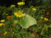 Gonepteryx rhamni 28, Citroenvlinder, Vlinderstichting-Fons Bongers