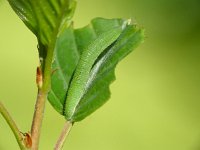 Gonepteryx rhamni 3, Citroenvlinder, Vlinderstichting-Henk Bosma