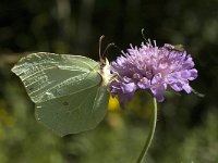 Gonepteryx rhamni 31, Citroenvlinder, Saxifraga-Marijke Verhagen