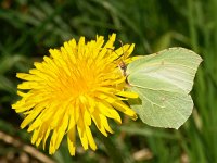 Gonepteryx rhamni 32, Citroenvlinder, Vlinderstichting-Chris van Swaay  5.7 14:56