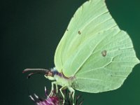 Gonepteryx rhamni 34, Citroenvlinder, Vlinderstichting-Wim Rubers