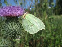 Gonepteryx rhamni 36, Citroenvlinder, Saxifraga-Arthur van Dijk