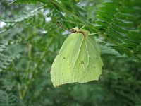 Gonepteryx rhamni 37, Citroenvlinder, Saxifraga-Arthur van Dijk