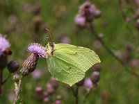 Gonepteryx rhamni 38, Citroenvlinder, Saxifraga-Rudmer Zwerver